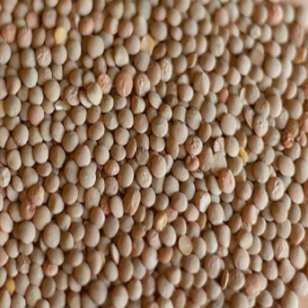 Organic Brown Lentils Aconbury Sprouts 8x500g Organic Brown Lentils Aconbury Sprouts 8x500g