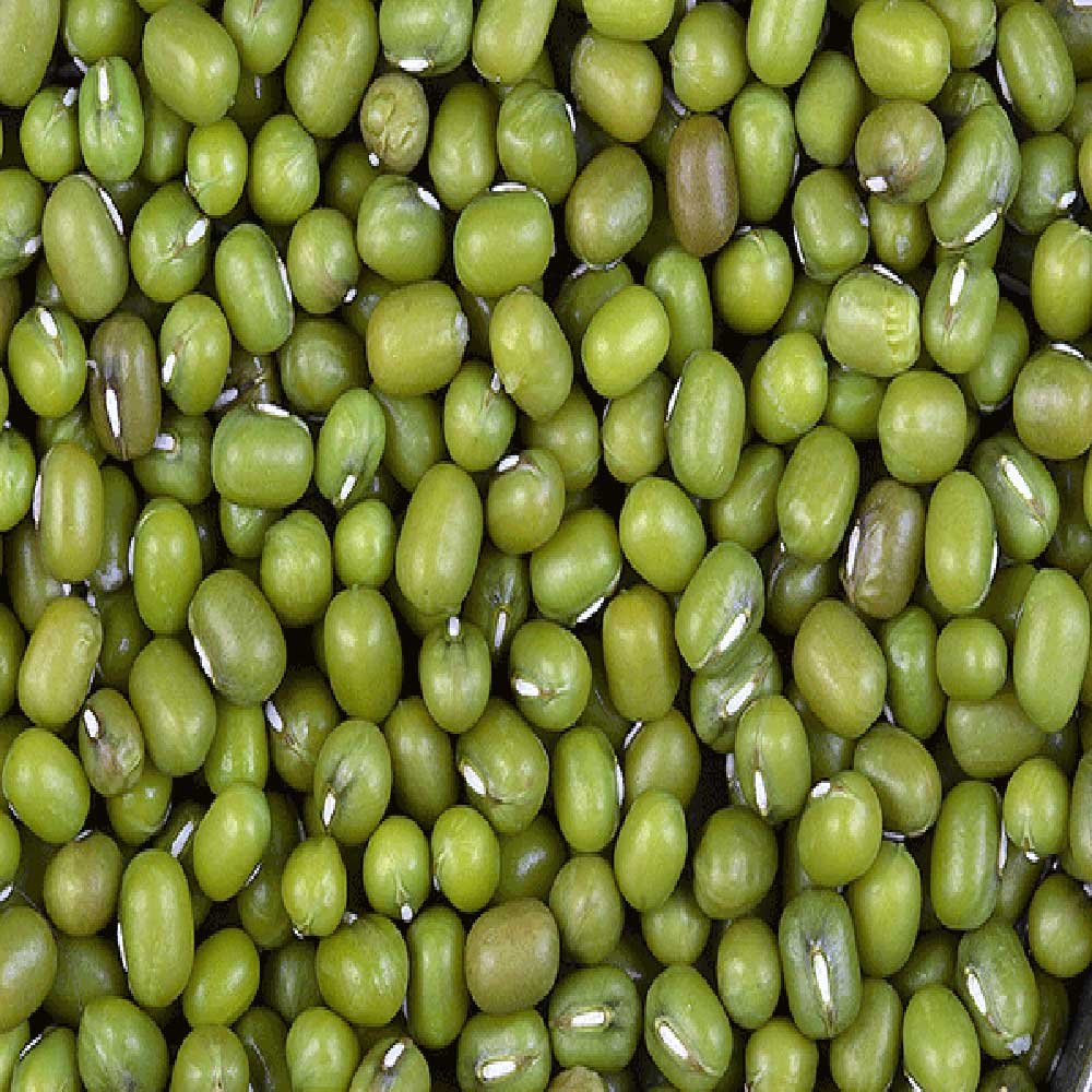 Organic Mung Beans Aconbury Sprouts 500g