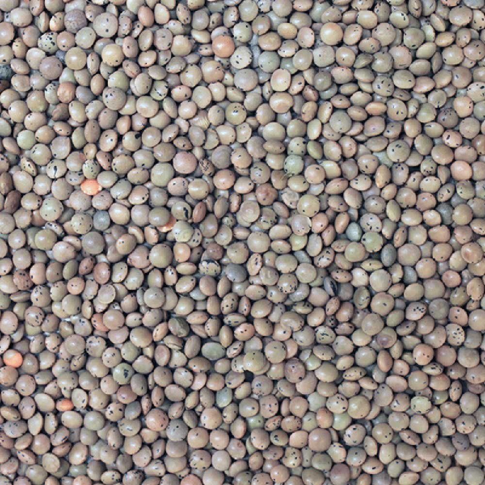 Organic Brown Lentils Infinity Bulk 25kg