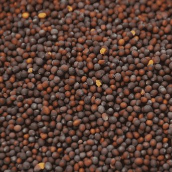 Organic Mustard Seed Brown Organic Herb Trading 1kg Organic Mustard Seed Brown Organic Herb Trading 1kg