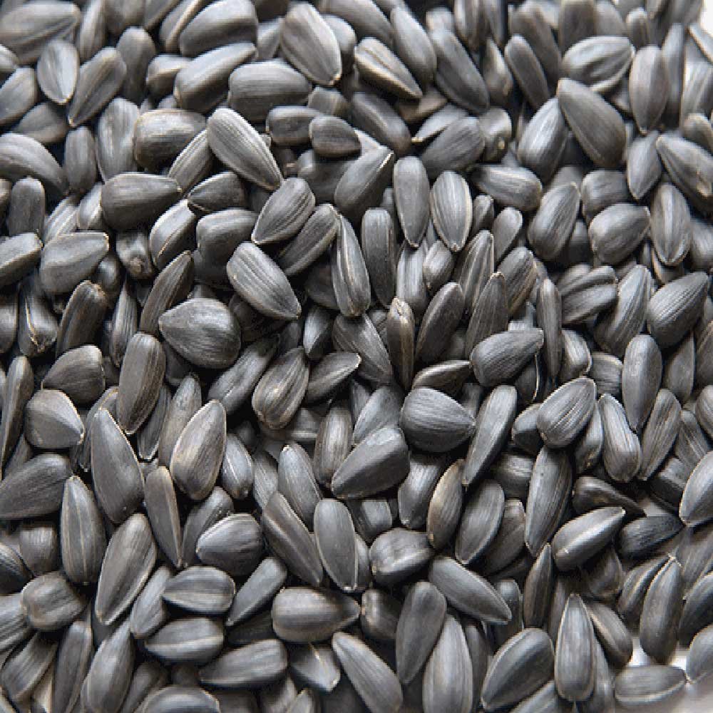 Organic Black Sunflower Seeds Aconbury Sprouts 2kg