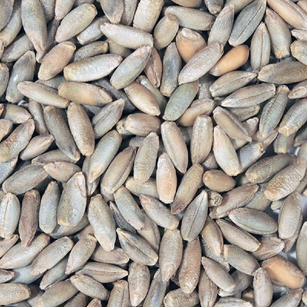 Organic Rye Grain Infinity Bulk 25kg Organic Rye Grain Infinity Bulk 25kg