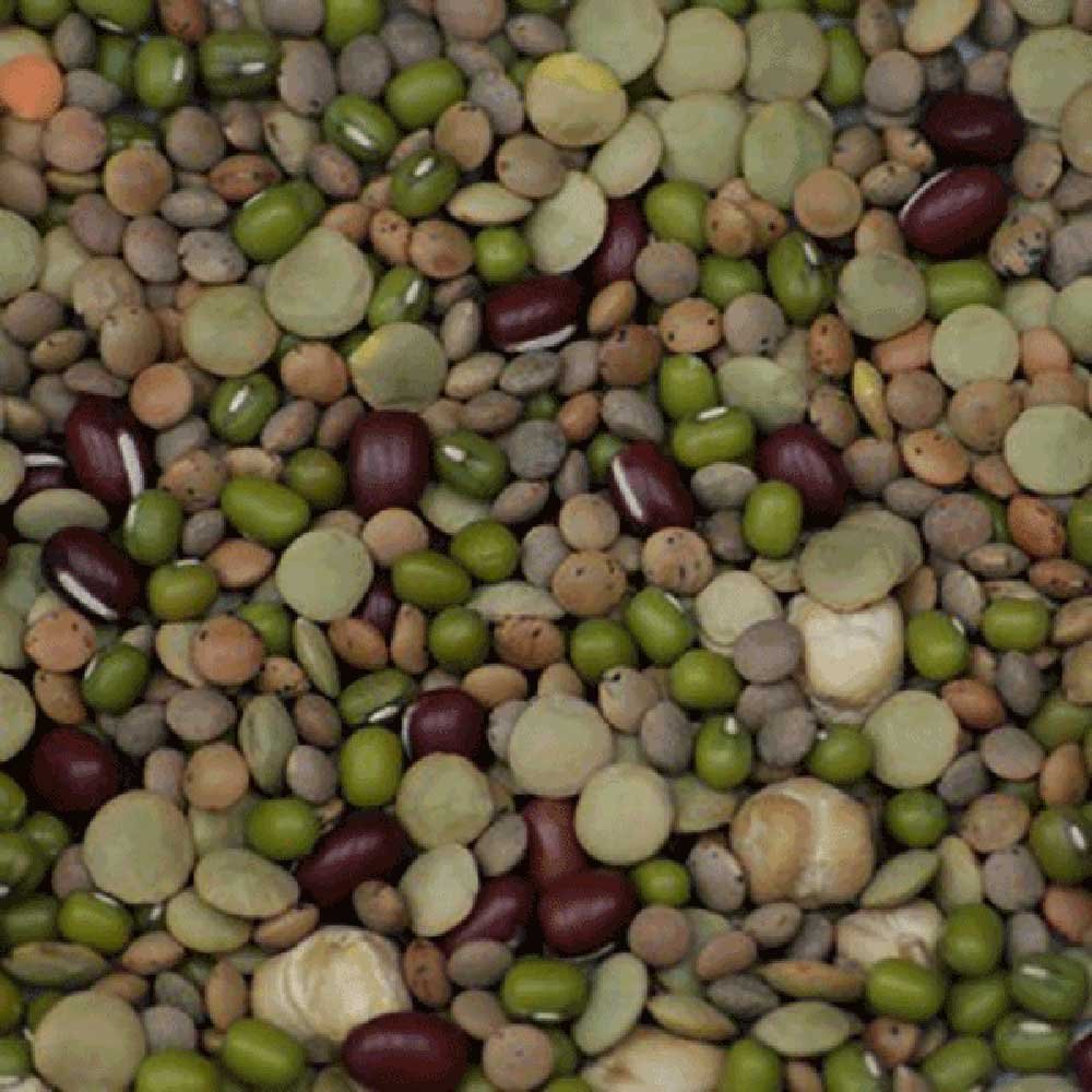 Organic Mixed Beans Aconbury Sprouts 500g