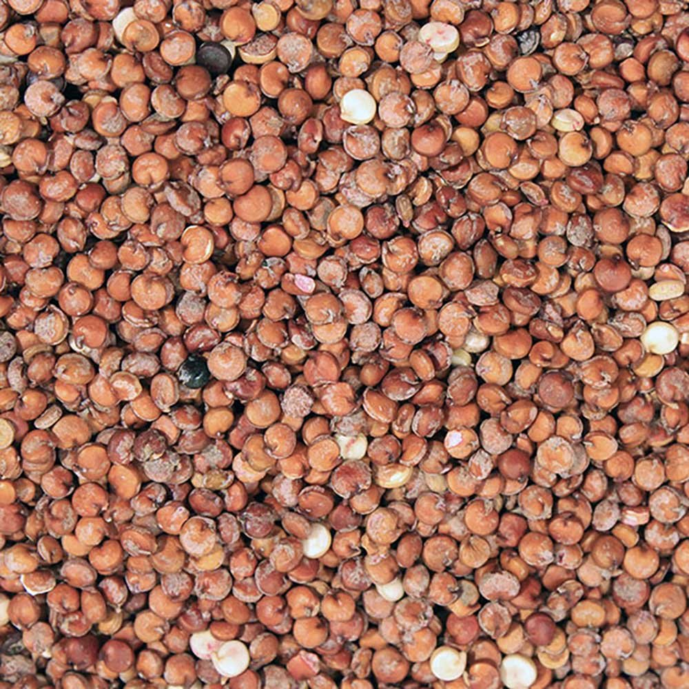 Organic Red Quinoa Grain Infinity Bulk 25kg