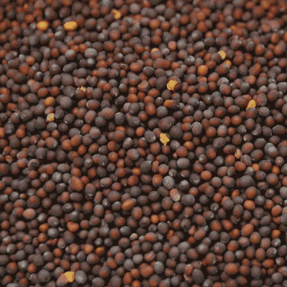 Organic Mustard Seed Brown Organic Herb Trading 1kg