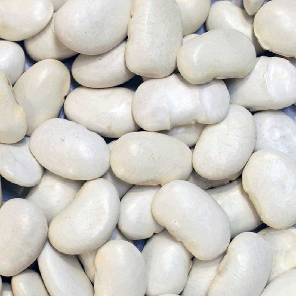 Organic Butter Beans Infinity Bulk 25kg