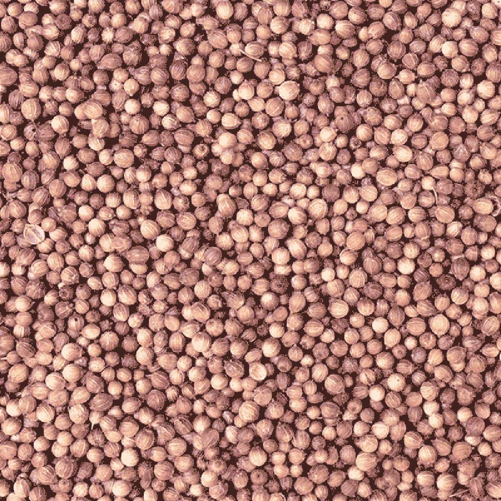 Organic Coriander Seed Organic Herb Trading 1kg