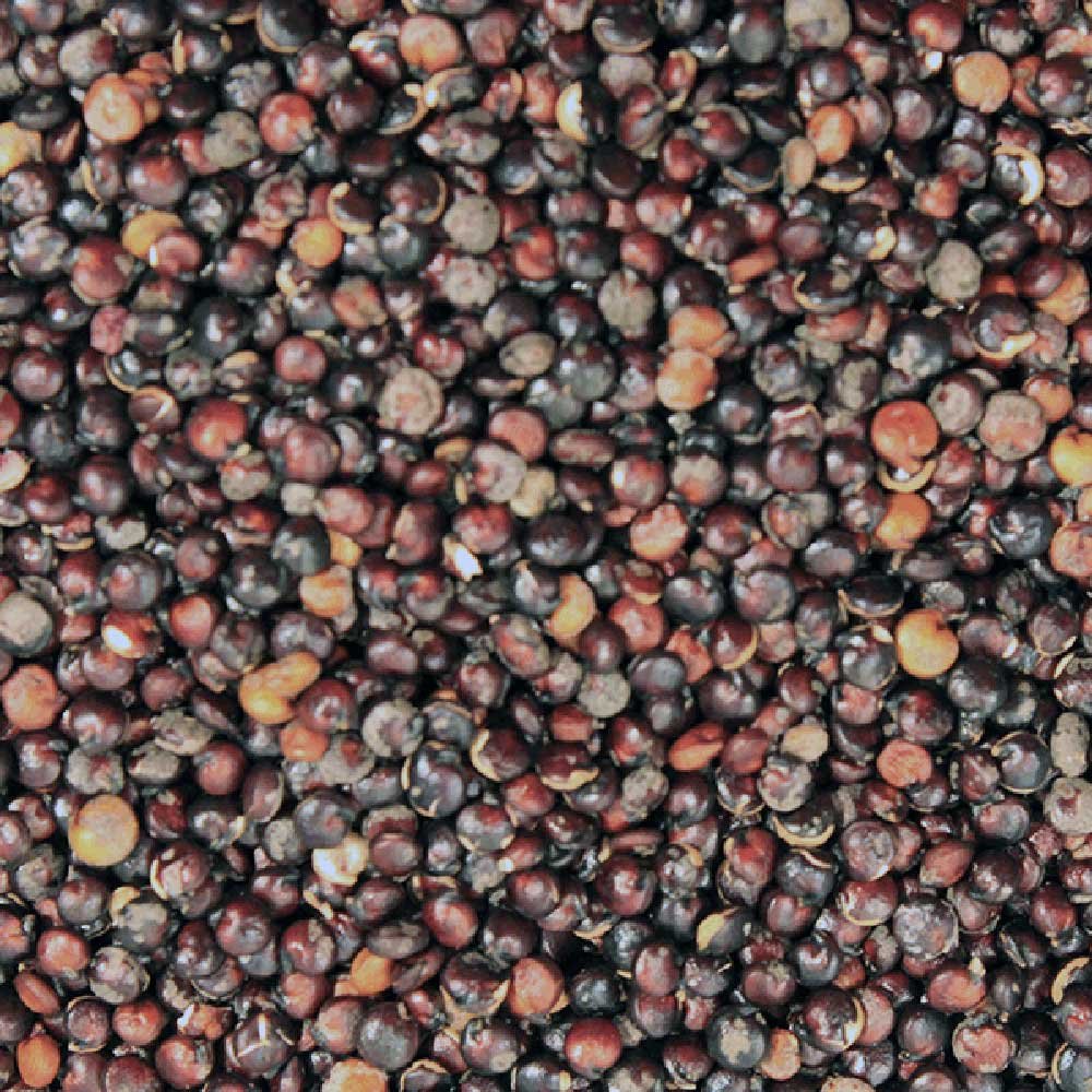 Organic Black Quinoa Grain Infinity Bulk 25kg