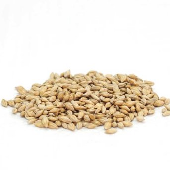 Organic Barley Grain - for sprouting