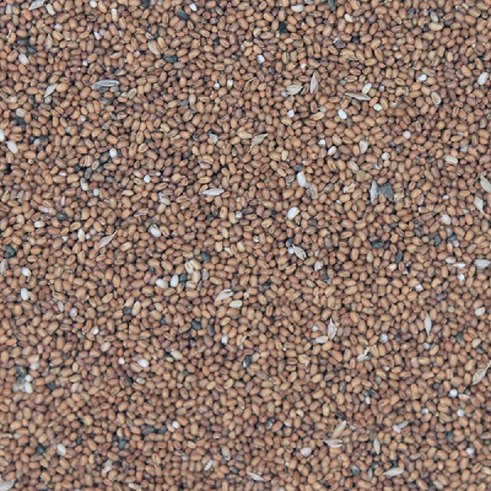 Organic Teff Grain - whole brown Infinity Foods 5kg