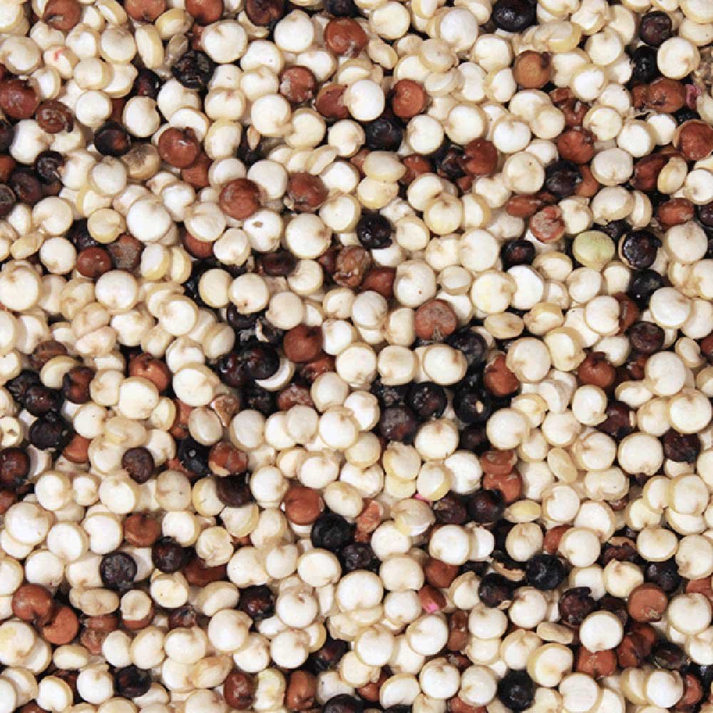 Organic Tricolour Quinoa Grain Infinity Bulk 25kg Organic Tricolour Quinoa Grain Infinity Bulk 25kg