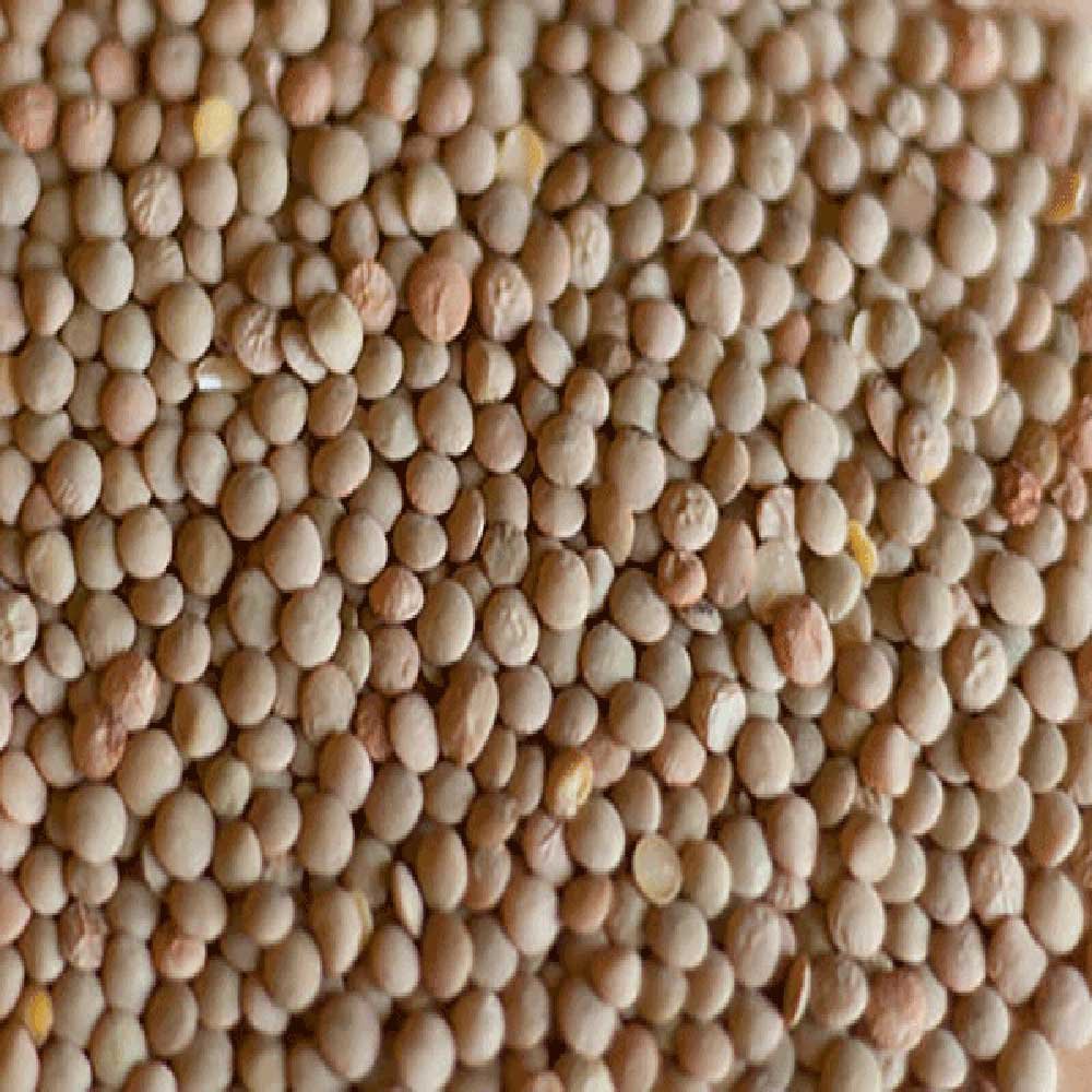 Organic Brown Lentils Aconbury Sprouts 500g Organic Brown Lentils Aconbury Sprouts 500g