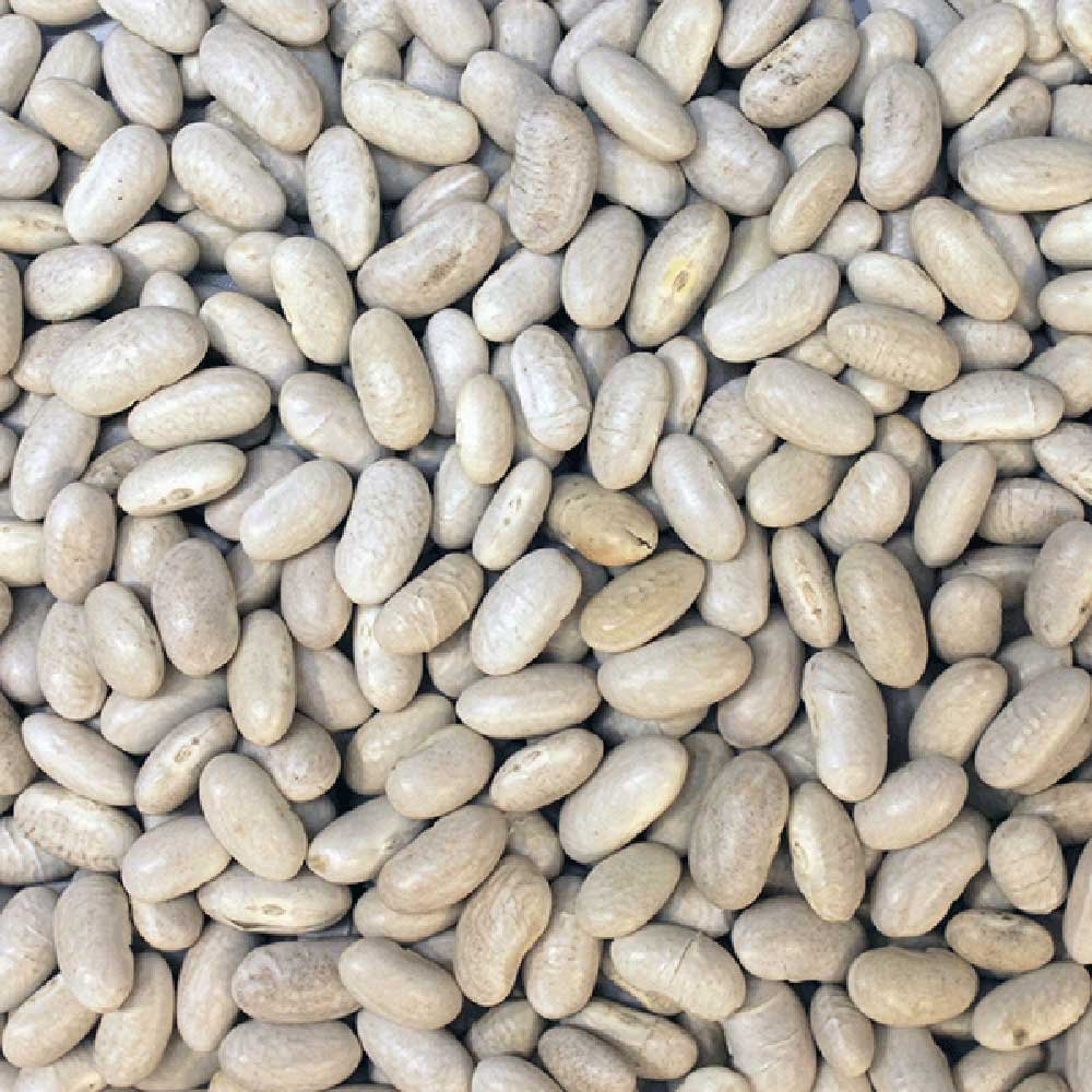 Organic Cannellini Beans Infinity Bulk 25kg