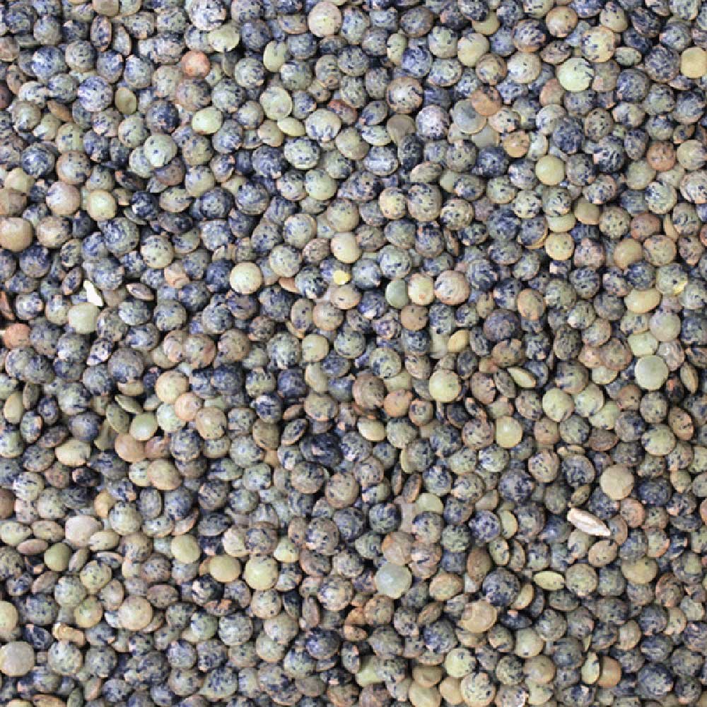 Organic French Type Lentils Infinity Bulk 25kg