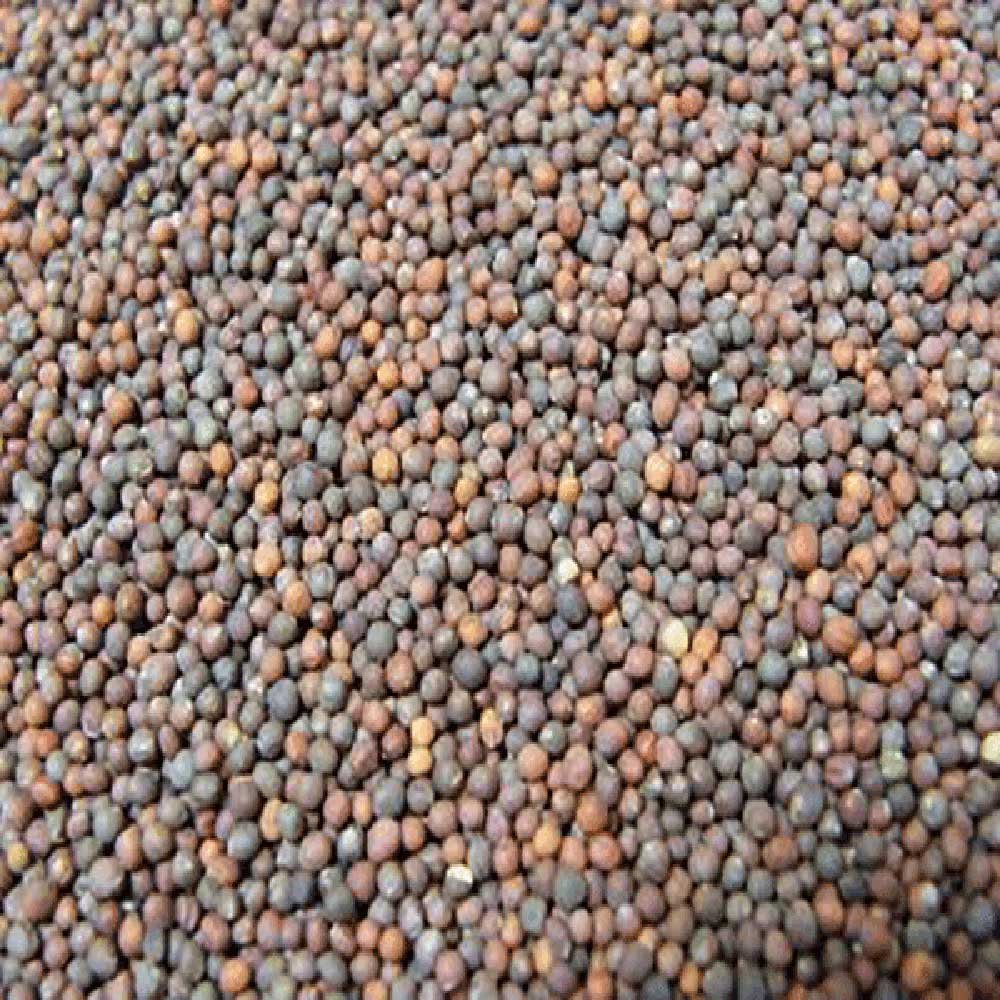 Organic Broccoli Aconbury Sprouts 250g