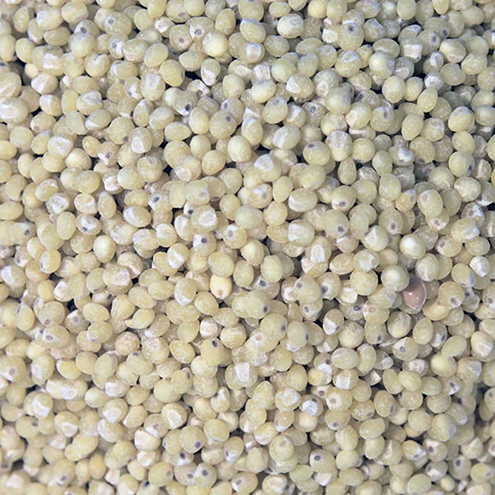 Organic Millet Infinity Bulk 25kg