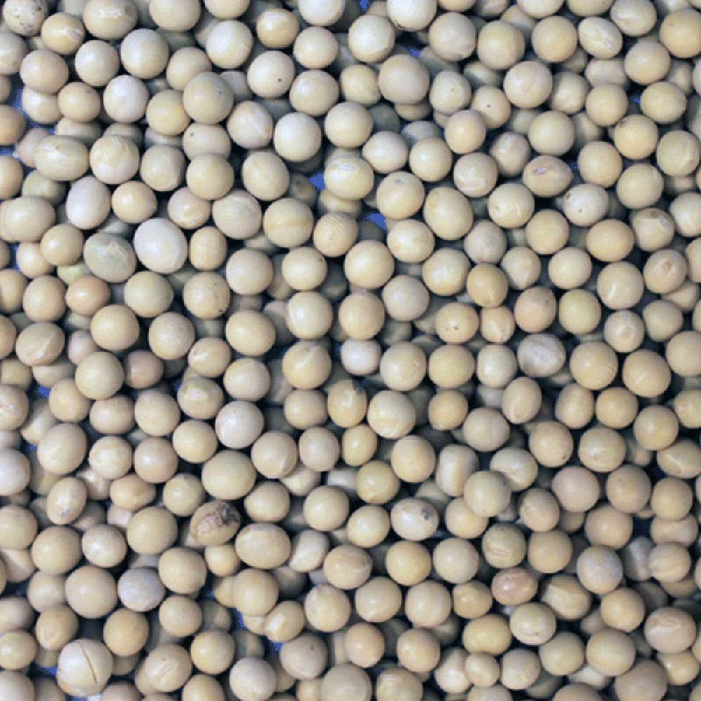 Organic Soya Beans Infinity Bulk 25kg