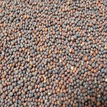 Organic Broccoli Aconbury Sprouts 8x250g
