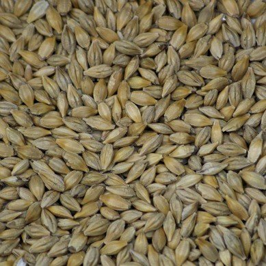 Organic Barley Grain - for sprouting Aconbury Sprouts 5kg Organic Barley Grain - for sprouting Aconbury Sprouts 5kg