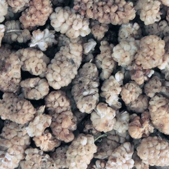Organic Mulberries - white Infinity Bulk 10kg Organic Mulberries - white Infinity Bulk 10kg