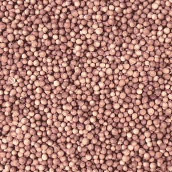 Organic Coriander Seed Organic Herb Trading 1kg