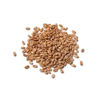 Organic Wheat Grain - for sprouting Aconbury Sprouts 8x100g Organic Wheat Grain - for sprouting Aconbury Sprouts 8x100g